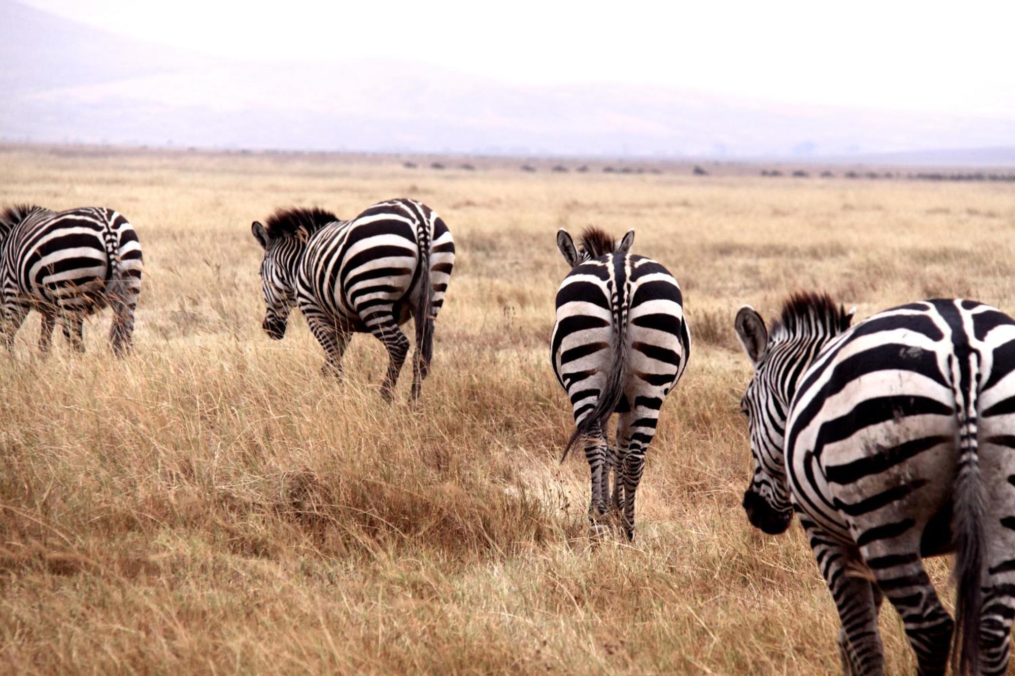 Baker Safari Company Villa Kwangwazi Dış mekan fotoğraf